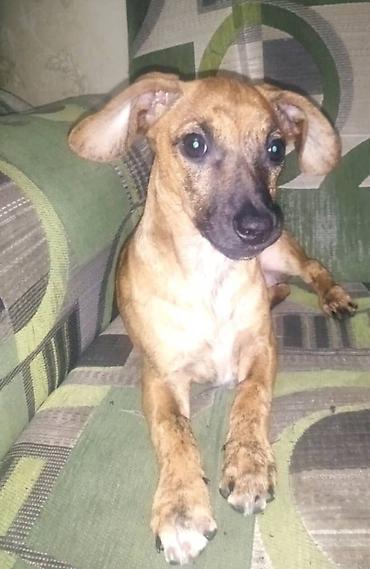 Продажа собак: Отдам даром породистую собачку мини такса за 20 кг муки и за 4 кг — 5