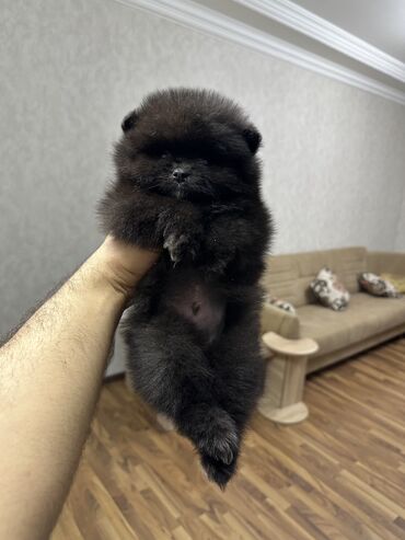 İtlər: Şpitz, 2 ay, Erkek, Peyvəndli, Ünvandan götürmə — 14