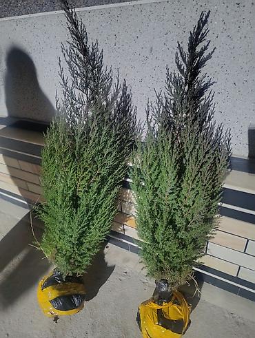 Другие декоративные деревья: САЖЕНЦЫ ОПТОМ — БОЛЬШОЙ ВЫБОР И ВЫГОДНЫЕ ЦЕНЫ! 🌿 В наличии все виды и — 11