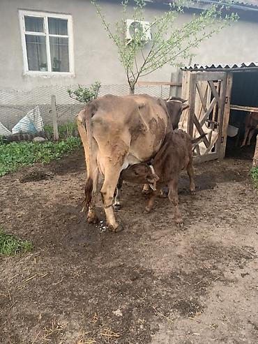 Товары и оборудование для с/х животных: Ассаламу алейкум 3 штук музоолор сатылат 1/5,2/5,3 ай болуп — 11
