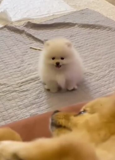 maltipoo satilir: Şpitz, 3 ay, Dişi, Peyvəndli, Ünvandan götürmə, Ödənişli çatdırılma, Rayonlara çatdırılma