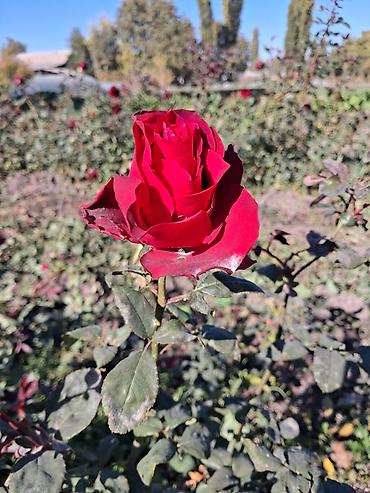 күзгү ош: Көчөттөр — 7