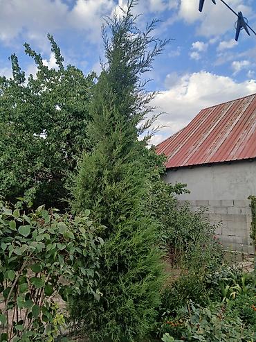 куплю барбарис: Барбарис Тунберга (декоративный кустарник) и хвойные деревья для — 6