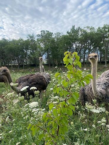 Другие с/х животные: Продаю четырех летних и молодняк страусов, цена договорная — 11