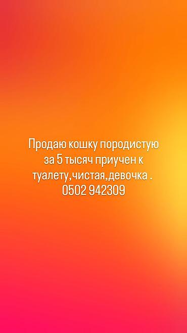 породистые кошки: Породистая кошка, девочка. Приучена к лотку, ухоженная и чистоплотная — 1