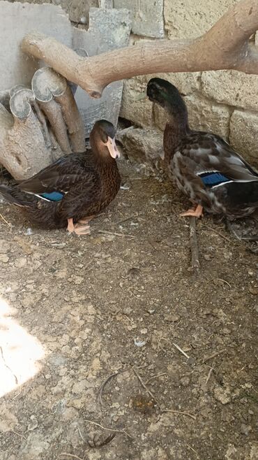 labrador baku: 1 cut Ruan ordeyi satilir.qiymeti 250 manat.unvan Baki Ramana kendi
