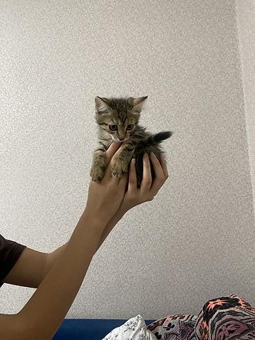 scotish fold: Кошка даром: Беспородная, 2 месяца, Мальчик, Приучена к лотку — 3