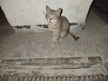 Находка и пропажа кошек: Голодная,бездомная котенок просить помощи у прохожих . котенок
