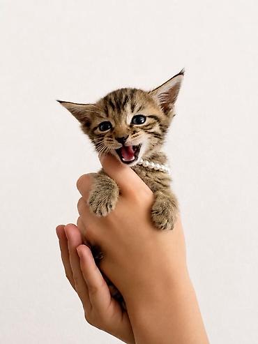 pitomnik temir: Очаровательный тигровый котёнок с короткой шерстью и выразительными — 1