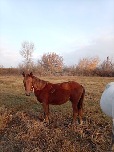 Atlar: Erkək, il: 2, Ünvandan götürmə — 12