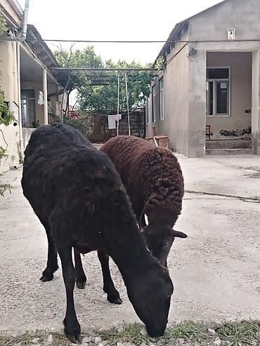 Qoyunlar, qoçlar: Dişi, il: 1, Damazlıq, Ünvandan götürmə — 14