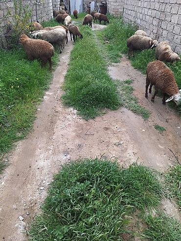 Qoyunlar, qoçlar: Qoyun sürüsü – 20+ baş - Cins: yerli qarışıq (ağ, qəhvəyi və tünd — 7