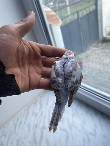 lal ordəklərin satışı: Salam hamıya gördüyünüz bala quşlar satılır əsil ələ öyrediləsi — 3