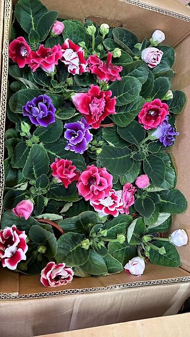 Герани и пеларгонии: Комнатные цветы в горшках — ассортименты расцветок - Цикламен — 8