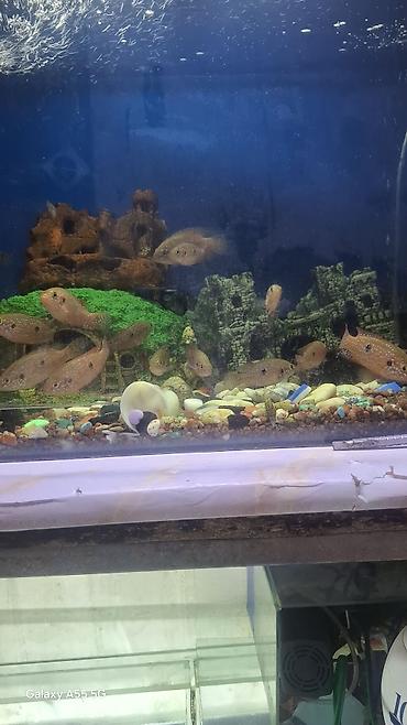 Рыбы: Продаю аквариум вместе с рыбами — 3
