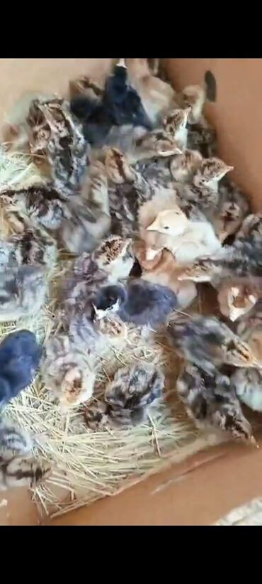 qaşqaldaq quşu: Hunduska satiş mərkəzi bizim ünvanda 🥰