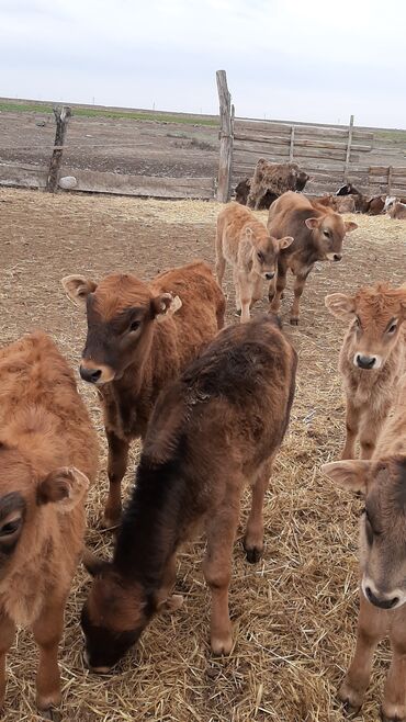 Torpaq sahələrinin satışı: 40000 sot, Kənd təsərrüfatı, Mülkiyyətçi, Müqavilə — 18
