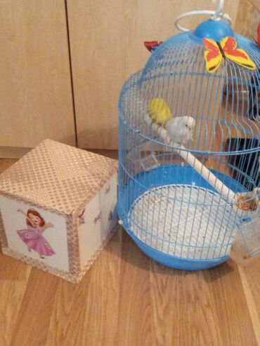 Tutuquşları: 1cut.erkek dişi.1yaş yoxdu.çex tutuquşu.saqlam.teze qefes.yuva teze — 8