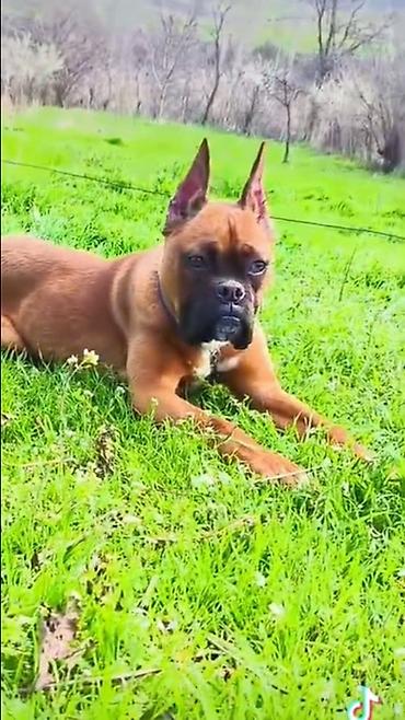 İtlər: Bokser -da lalafo.az — 4 İtlər: Bokser — 4