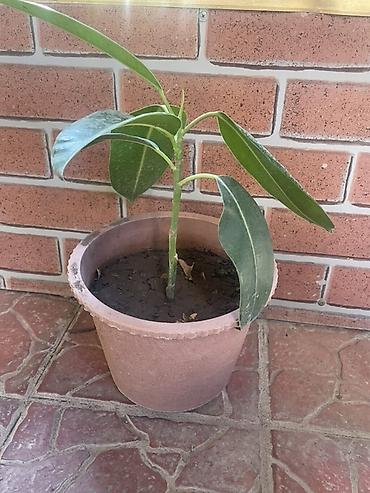 ev gülleri ve adları: Qapalı məkan üçün dekorativ rezin ağacı (Ficus elastica) fidanı - — 1