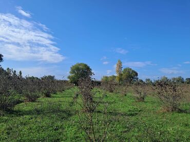 Bağ evlərinin satışı: Xaçmaz, 2 kv. m, 1 otaqlı, Hovuzsuz, Qaz, Su, İşıq — 8