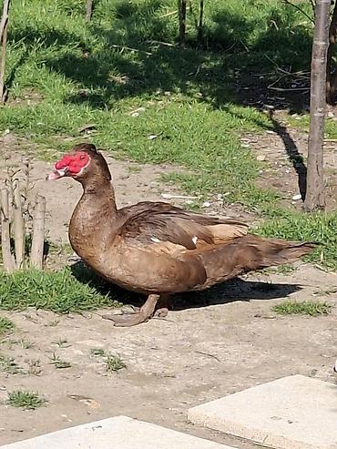ordəy: Musk ördəyi (Cairina moschata) qirmizi ökuz sortu erkek cavan - — 2