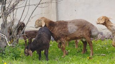 Бараны, овцы: Продаю | Баран (самец) | Арашан | Для разведения