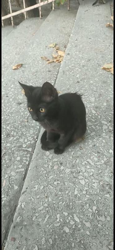 сабаки бесплатно: Котята ищут дом! 🐱❤️ даром Котята живут на улице и очень нуждаются в — 1