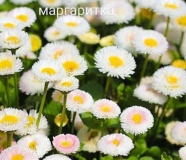 Другие виды семян и саженцев: Все растения что на фото, есть в наличии — 18