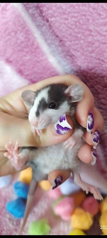 Другое: Привет друзья !!! Питомник Rat haus Love предлагает долгожданный помет — 1