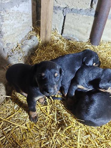 İtlər: Doberman, Pulsuz çatdırılma — 8