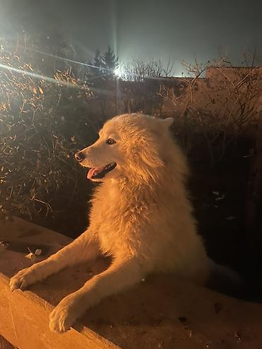 İtlər: Samoyed — 10