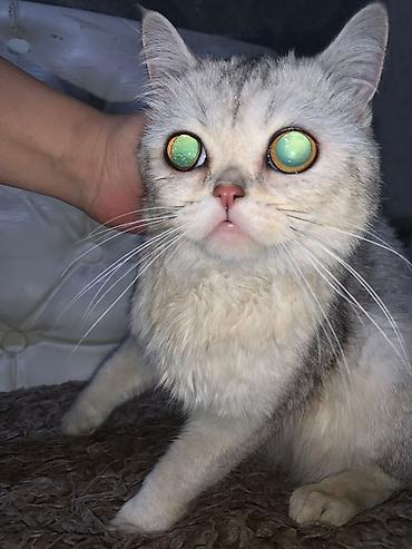 Продажа кошек: Шотландская кошка, серебристый окрас шиншилла (silver shaded). Крупные — 5