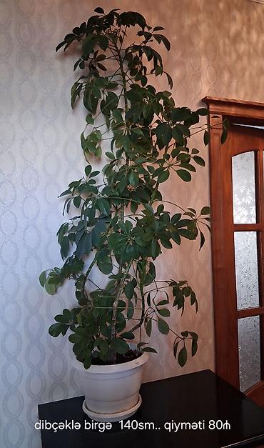 epimedium bitkisi satisi: Satılır: Ev/ofis üçün dekorativ otaq bitkiləri kolleksiyası - — 3