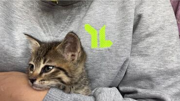 отдам даром вислоухого котенка: Мышык бекер берилет: Породасыз, 1 айлык, Ургаачы, Эмделген