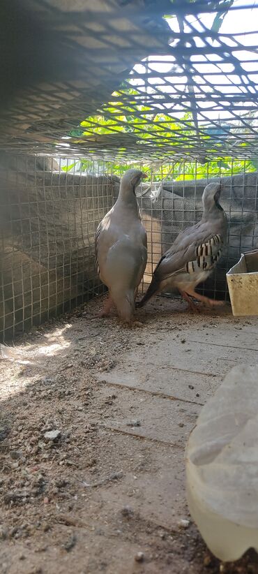 страус птица: Продаю пару кекликов . находятся в Бишкеке