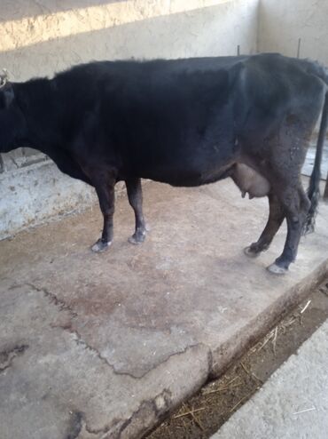 породистые коровы в бишкеке: Продаю | Корова (самка) | Для молока | Стельные