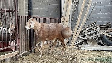 аксолотль купить: Продаю | Баран (самец) | Арашан | Для разведения — 6