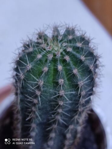 Хлорофитумы: Хлорофитумы. распродажа Хлорофитум - можно по праву назвать — 28