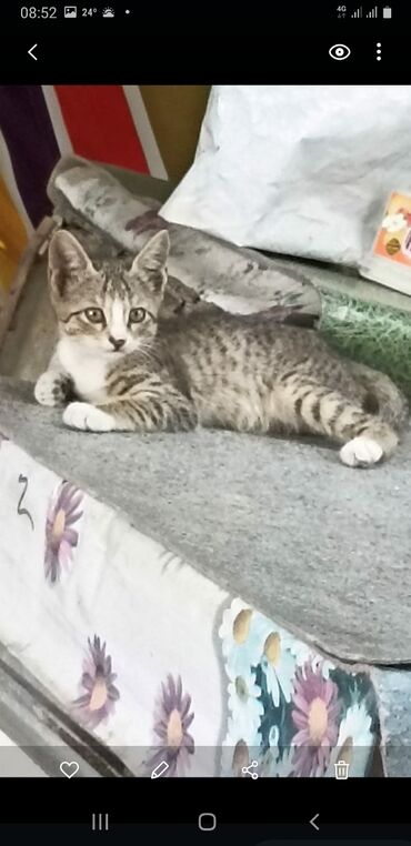 шотландская мраморная кошка: Кошка даром: Беспородная, 2 месяца, Мальчик