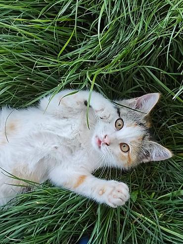 кошка породистые: Котята домашние, игривые и контактные. Описание: - Возраст примерно — 1