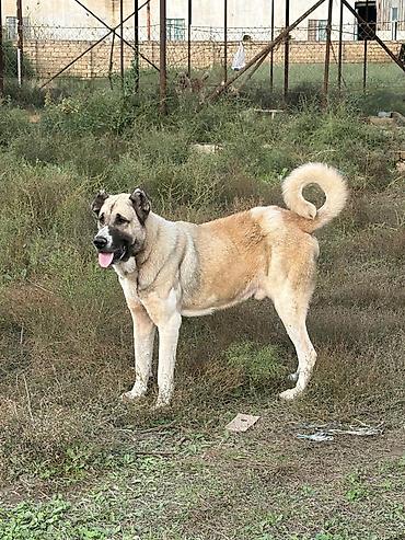 i̇t pudel: Qurdbasar, 3 il, Erkək, Peyvəndli, Rayonlara çatdırılma — 4