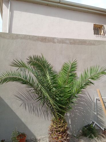 Уличные растения: Xurma palmı – dekorativ bağ ağacı - Növ: Xurma palmı (Phoenix) -