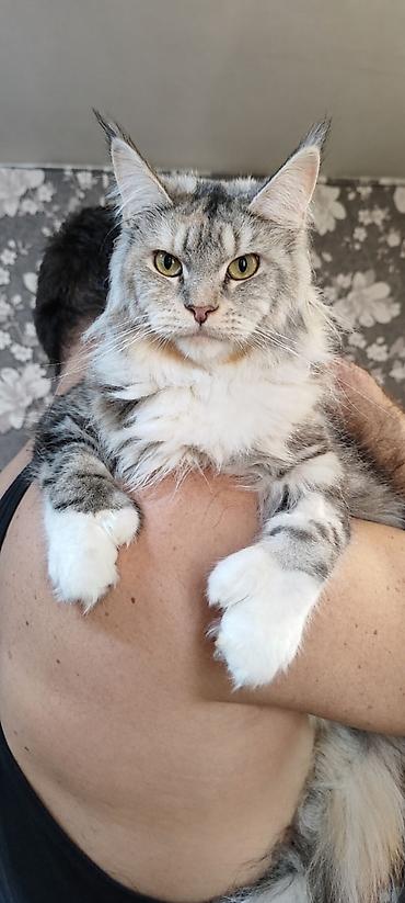 пчела семя: Породистые котята мейн‑кун - Возраст: котята, крупного формата с — 8
