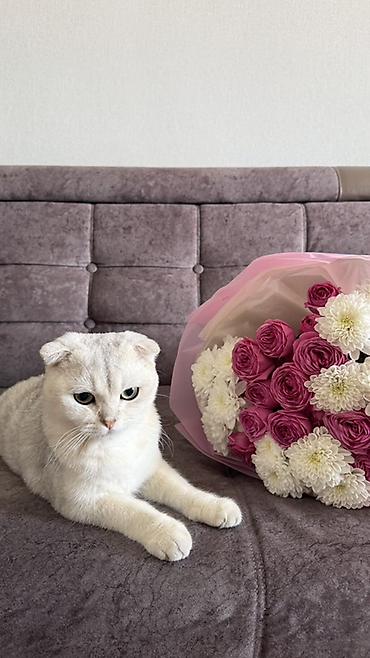 скоттиш фолд черный цена: Скотиш Фолд (Шотландская вислоухая), 8 месяцев, Мальчик, Белый, Приучена к лотку — 1