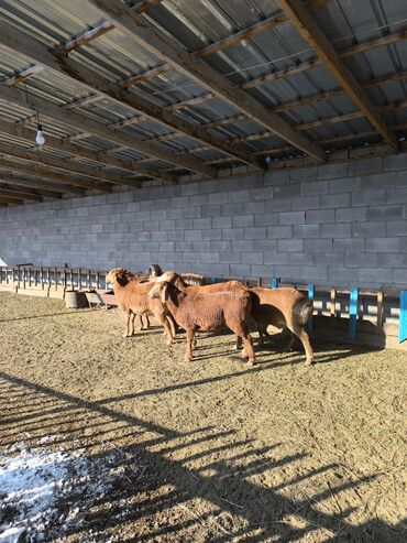 Бараны, овцы: Продаю | Овца (самка), Ягненок | Арашан | Для разведения | Ярка — 8