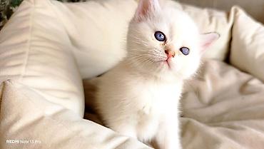 Pişiklər: Şotland, Erkək, Dişi, Yaxşı əllərə, Ünvandan götürmə, Pulsuz çatdırılma, Ödənişli çatdırılma — 34