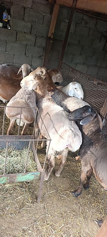 Баран, овца: Продаю | Баран (самец) | На забой, Для разведения at lalafo.kg — 6 Баран, овца: Продаю | Баран (самец) | На забой, Для разведения — 6