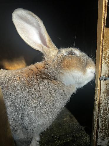 Кролики: Продаю | Крольчиха (самка), Кролик самец, Крольчата | Для разведения — 23