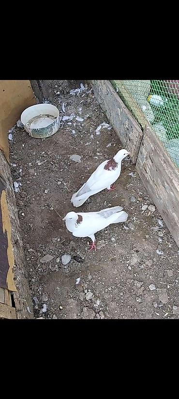 ordek yumurtası satışı: Ağ rəngdə, boyun nahiyəsində qəhvəyi ləkəli 2 ədəd göyərçin cütü. - — 1